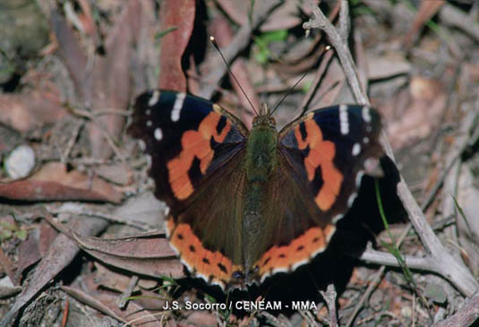 Durante los meses de mayo y junio, es frecuente ver volar mariposas como la vanesa (Vanessa vulcania) busacando flores de las que extraer el nectar.