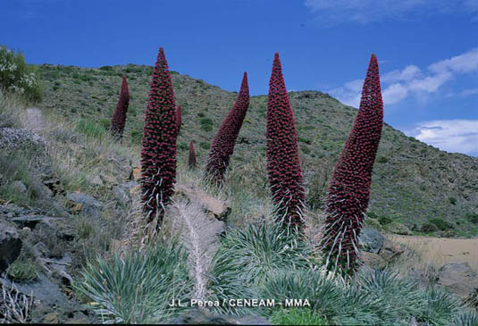 El tajinaste rojo (Echium wildpretti) presenta sus flores rojizas agrupadas en una gran inflorescencia de hasta tres metros de altura. Crece en cotas superiores a los 2.000 metros.