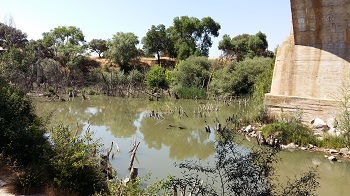Estado actual del río Manzanares en zonas más degradadas de El Pardo