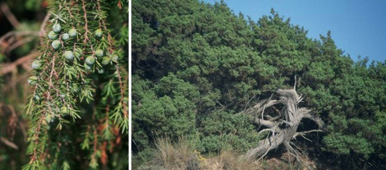 Juniperus oxycedrus, gálbulos y acículas - Porte