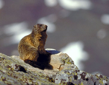 Marmota [J. Ara Cajal]