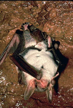 murciélago ratonero grande, Parque Nacional de la Sierra de las Nieves