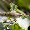 Seguimiento de aves comunes reproductoras e invernantes. Ficha resumen [Foto: A. Gabriel López Portales]