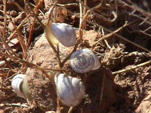 Caracoles (Alabastrina soluta chafarinensis)